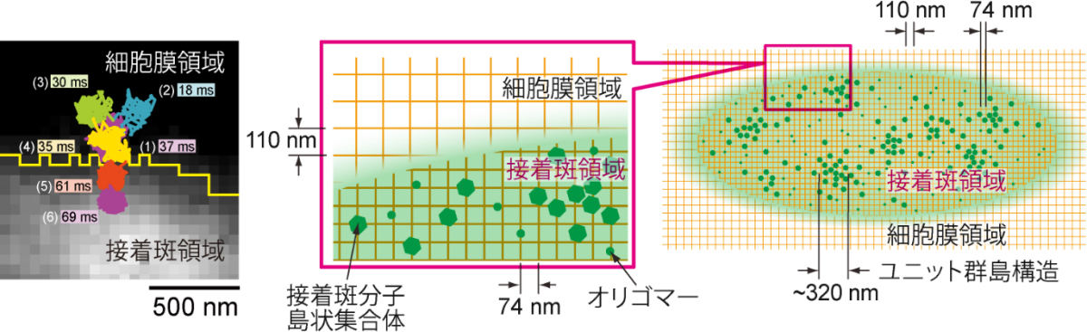 (左)トランスフェリン受容体(細胞膜にあるタンパク質)の1分子運動。0.167ミリ秒分解能、250ミリ秒間の撮影。(右)今回の研究で明らかにされた接着斑の微細構造モデル。