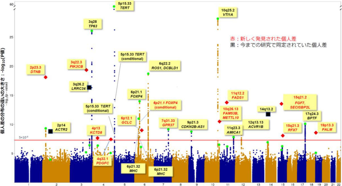 同定された28個の遺伝子の個人差。