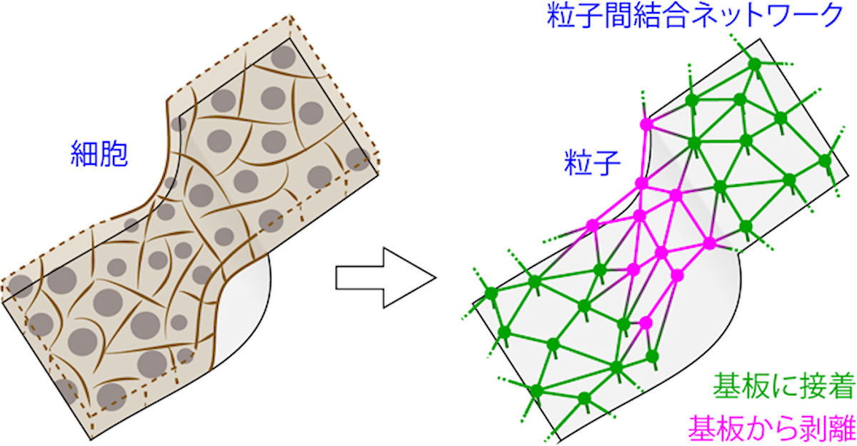 今回開発された独自の粒子ベース力学モデル。