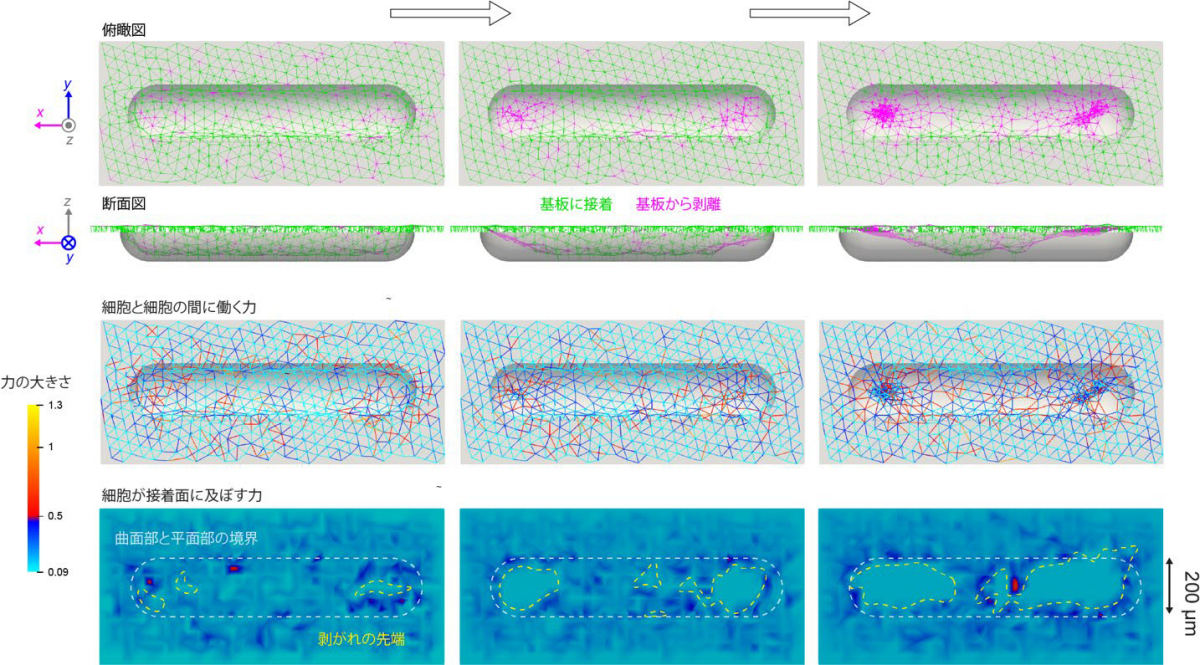 再現された細胞の剥がれ挙動と、細胞が他の細胞や接着面に及ぼす力の空間分布。