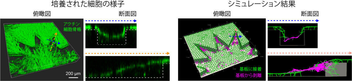 細胞がマイクロ加工表面から剥がれていく際に働く力のシミュレーション結果。