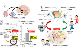 順天堂大、運動習慣が慢性的ストレス解消に効果を発揮するメカニズムを解明