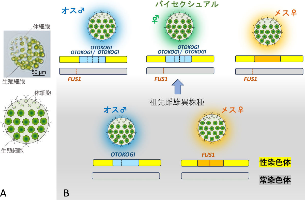 P・スターリー。(A)多細胞の球状群体。(B)今回の研究で明らかにされた、トリオシー種の進化のゲノム基盤。図は今回の研究成果に基づいたもの。