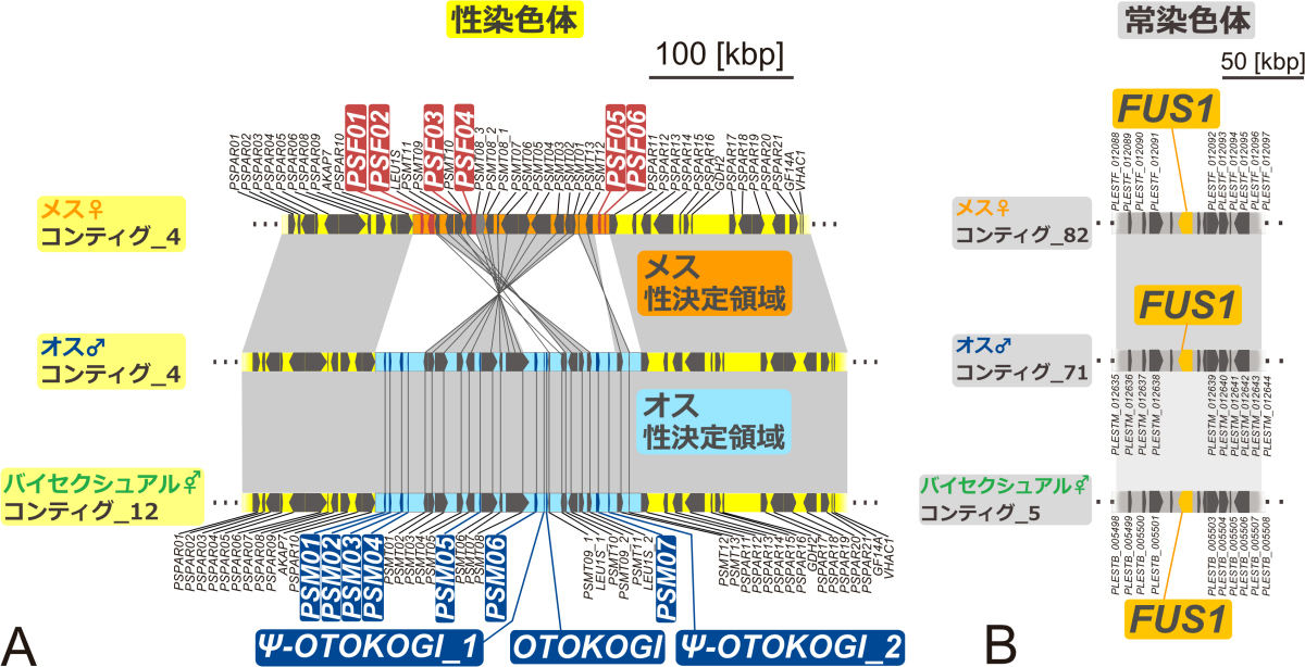 P・スターリーの全ゲノム解読から明らかにされた性関連遺伝子のゲノム上の分布。(A)性染色体中の性別で異なる性決定領域とその周辺。オスとバイセクシュアルは性決定領域の中ではOTOKOGI遺伝子が3個に増加し、メスの性決定領域にはメス配偶子接着遺伝子FUS1が欠損。ψは偽遺伝子を指す。kbpは1000塩基配列を意味する。(B)常染色体上に存在するFUS1。図は今回の研究成果に基づいたもの。