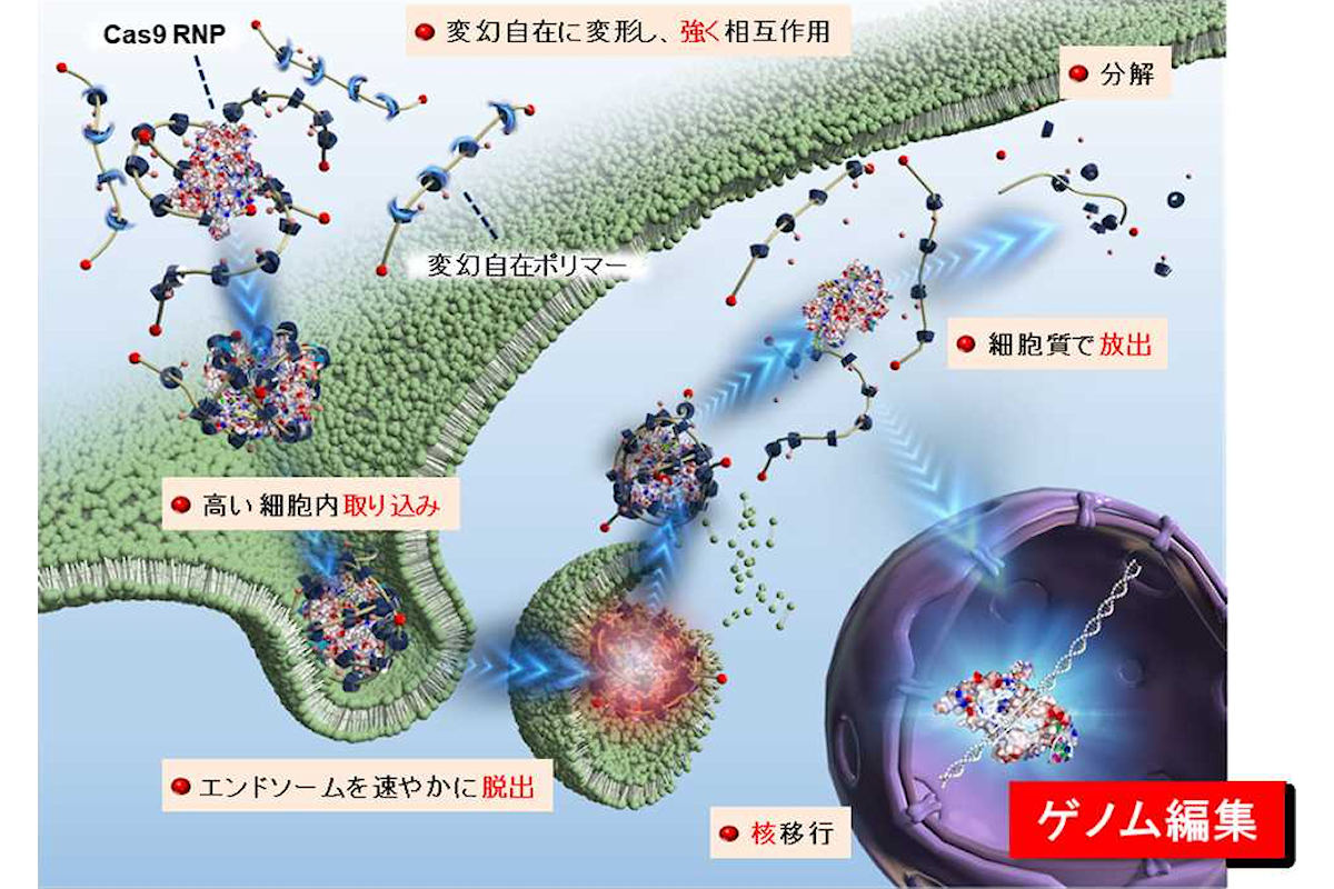 変幻自在ポリマーによるCas9 RNP導入機構。