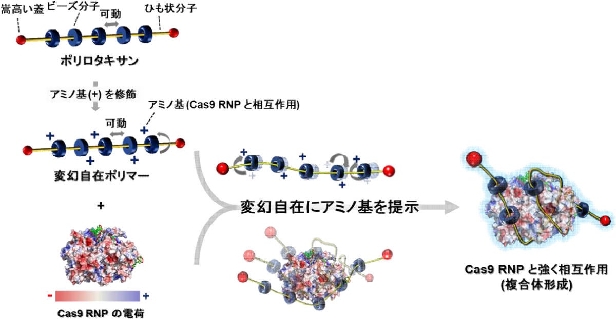 変幻自在ポリマーと Cas9 RNPとの相互作用様式。