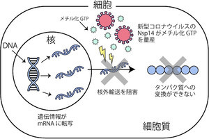 大阪公大、新型コロナウイルスがmRNAの核外輸送を阻害する仕組みを解明
