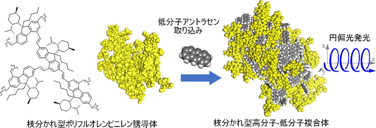 (左)枝分かれ型高分子の構造。(右)高効率円偏光発光を示す高分子-低分子複体。