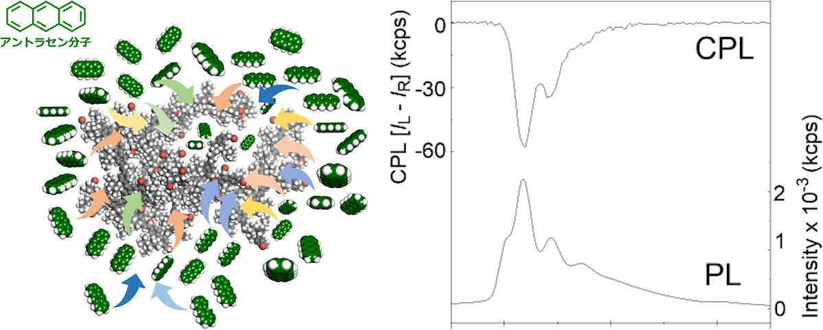 (左)枝分かれ型ポリフルオレンビニレン誘導体内部空間へとアントラセンが入り込むイメージ。(右)高分子～アントラセン複合体の円偏光発光特性。