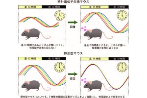 日光浴が妊活の鍵？　明大が日が長いとマウスの排卵周期が安定することを発見