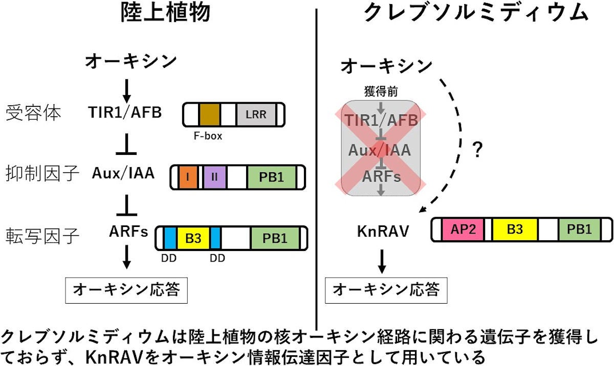 ストレプト藻類の推定分岐年代とクレブソルミディウムの系統的位置。