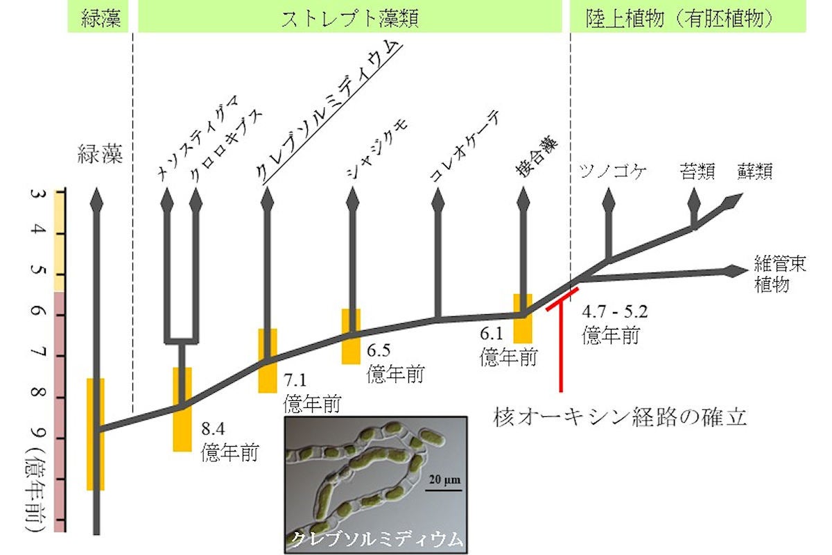 オーキシン応答遺伝子の上流に特徴的に存在した配列。縦軸がオーキシン応答遺伝子に存在する期待値、横軸がオーキシン非応答遺伝子に存在する期待値。図左上にプロットされる配列ほどオーキシン応答遺伝子の上流領域に顕著に出現することを示す。