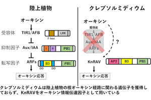 東工大、藻類のオーキシン応答を解析し陸上植物とは異なる因子を発見