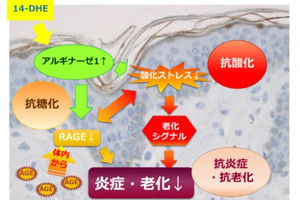 糖化によるシミや皮膚炎症、老化を制御する酵素をファンケルなどが発表