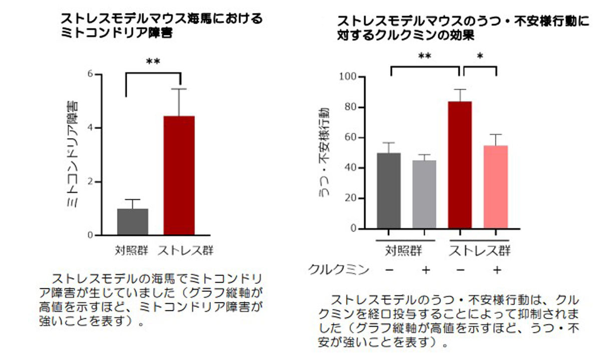 ストレスモデルマウスのミトコンドリア障害とクルクミンの効果