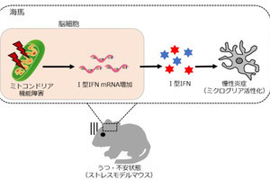 うつ病や不安障害は海馬におけるミトコンドリア障害が原因、広大が確認