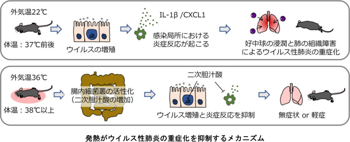 発熱がウイルス性肺炎の重症化を抑制するメカニズム