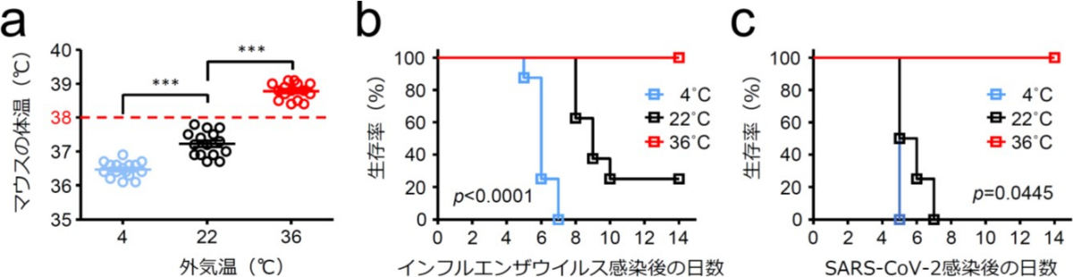 外気温がマウスの基礎体温やインフルエンザ感染後の重症度に与える影響