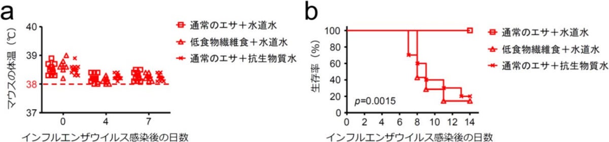 体温上昇時のウイルス感染に対する抵抗力には、腸内細菌叢由来代謝物質が重要だった