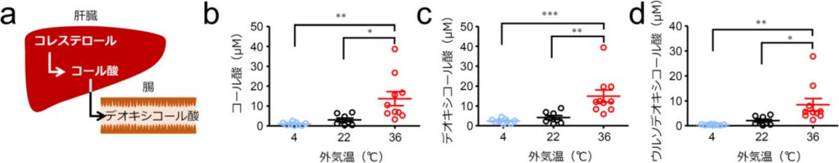36℃飼育マウスにおける血中胆汁酸レベルの増加