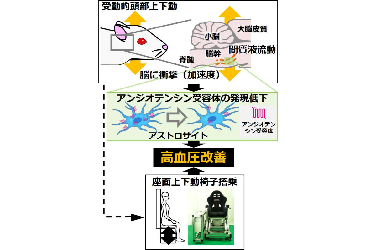 今回の研究で明らかにされた適度な運動による高血圧改善のメカニズムおよびそのヒトでの検証。