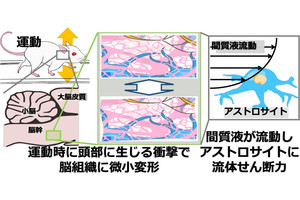 適度な運動が高血圧を改善するメカニズムとは？　国リハなど12者が解明