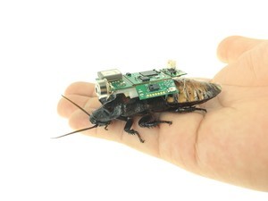 「飛行から歩行の制御へ」サイボーグ昆虫が導く人命救助の新時代