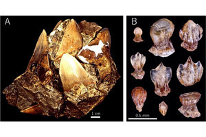 埼玉県立自然の博物館など、巨大ザメ「メガロドン」に関する新説を発表