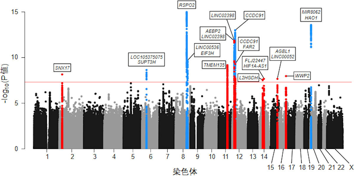 OPLL全体を対象としたGWASメタ解析の結果