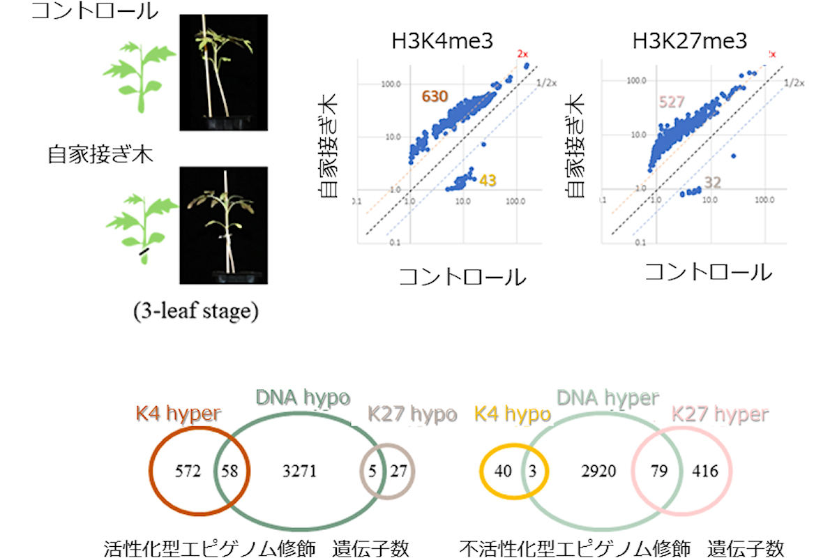 トマト自家接ぎ木における茎頂組織でのエピゲノム変化