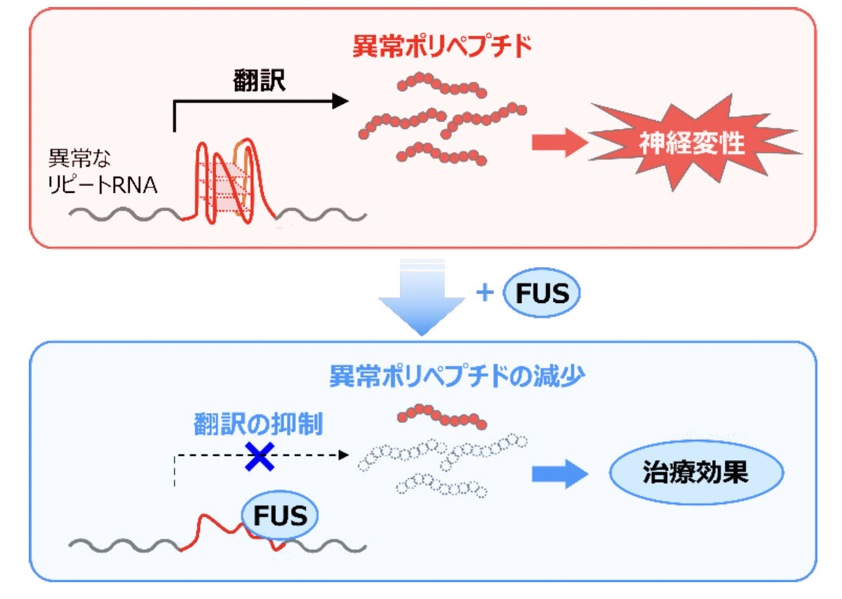 研究チームは異常なリピートRNAによる異常ポリペプチドの合成を抑制することで治療効果を得ることを目指したという。