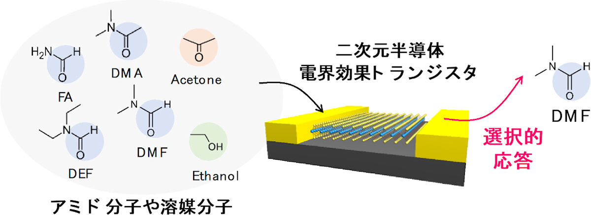 今回の研究で開発された分子センサのイメージ。