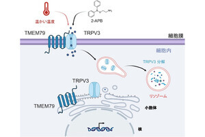 生理研など、表皮細胞にあるイオンチャネルが温かさを検知することを確認