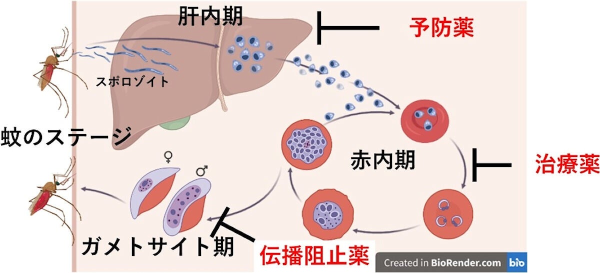 熱帯熱マラリア原虫の生活環および求められている抗マラリア薬のモデル。