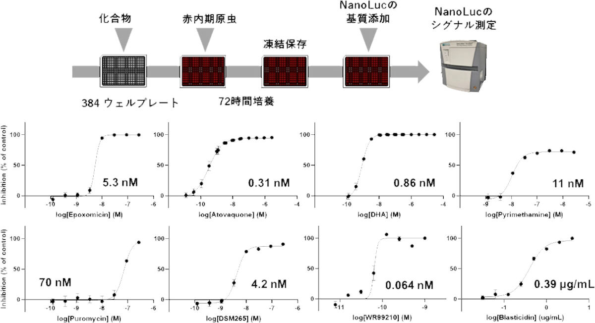 NanoLuc発現原虫を使った赤内期原虫に対する抗マラリア薬評価。