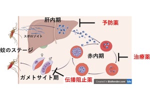 長崎大が遺伝子改変熱帯熱マラリア原虫を創出　抗マラリア薬の開発へ進歩