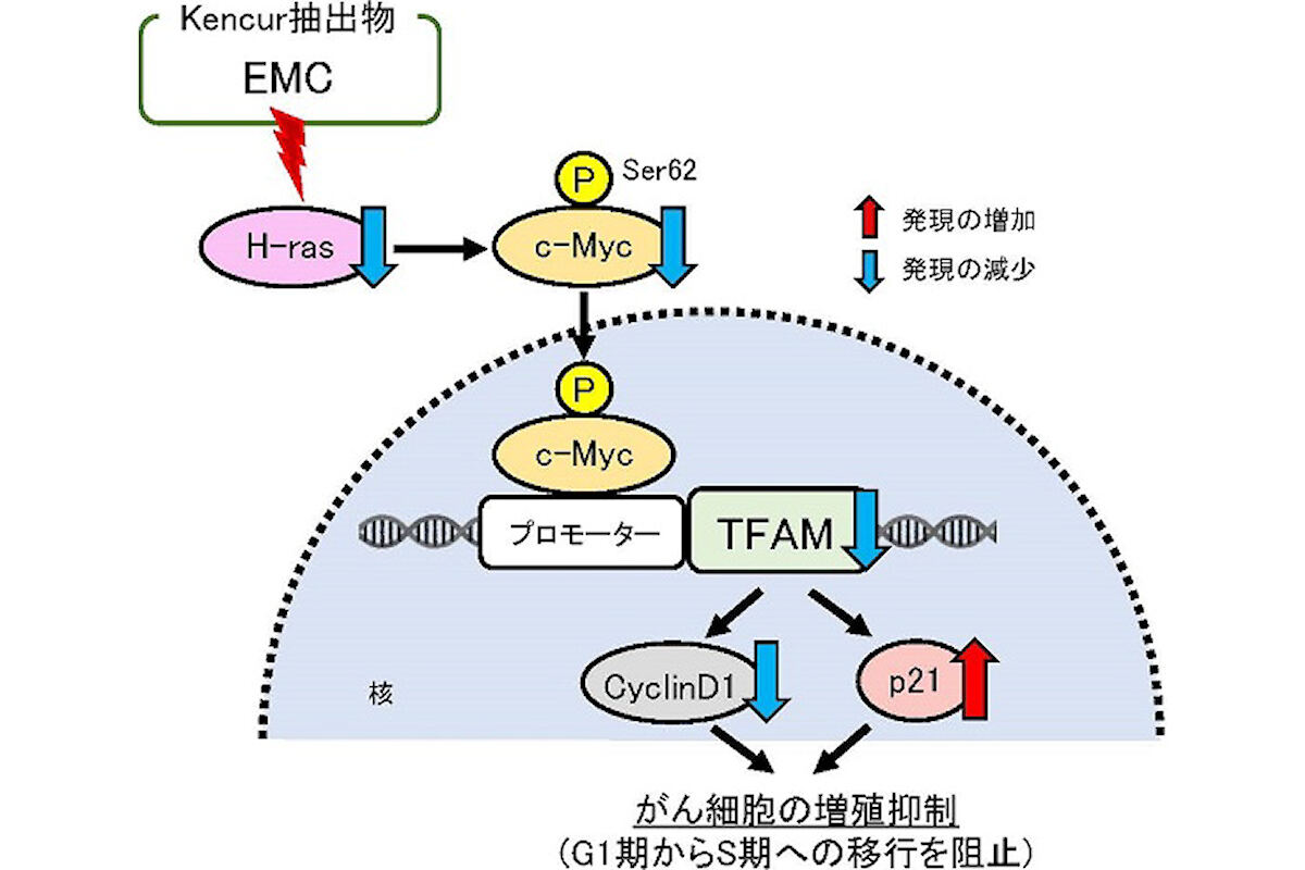 EMCによる抗がん作用メカニズム。