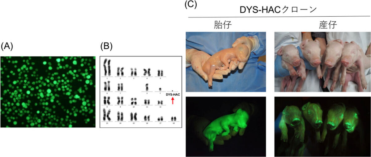 樹立された核ドナーと作出されたDYS-HACクローンブタ