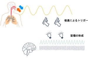 兵庫医科大学、呼吸の仕方で記憶力の強化と悪化の両方を動物実験で確認