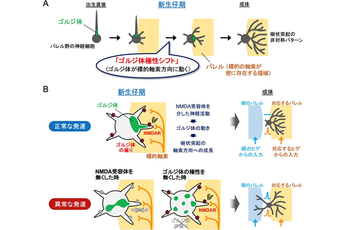 ゴルジ体の「極性シフト」が樹状突起の適切なパターンを形成する。