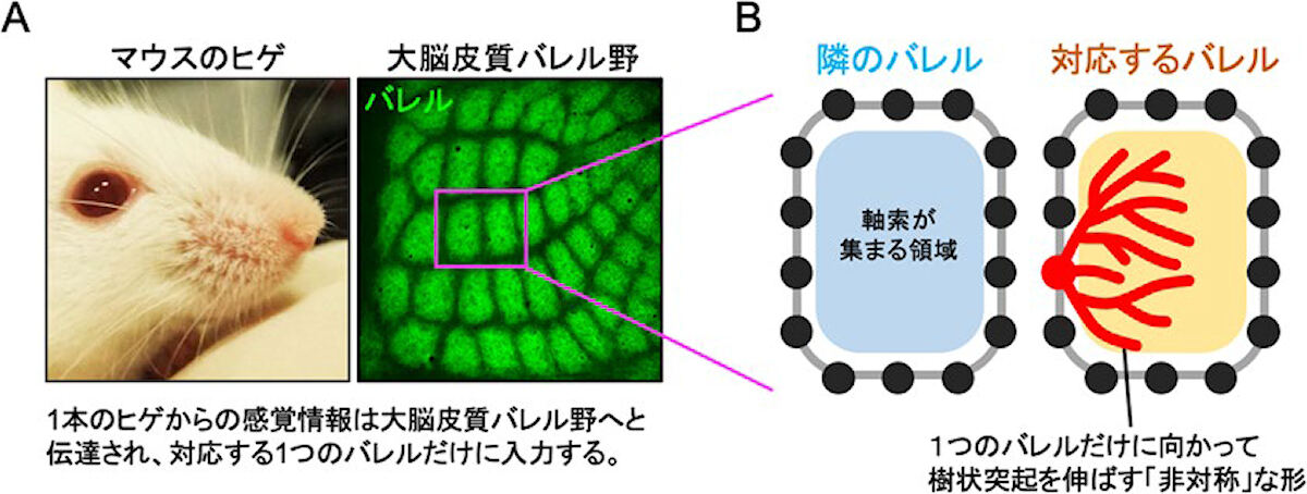 バレル野の神経細胞の「非対称」な樹状突起パターン。