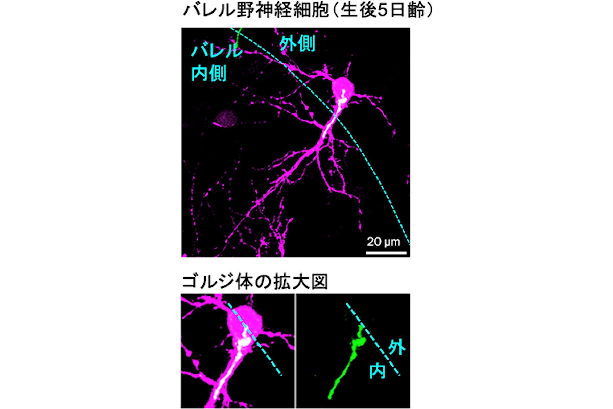 新生仔脳の神経細胞におけるゴルジ体分布の標的軸索方向への「偏り」。