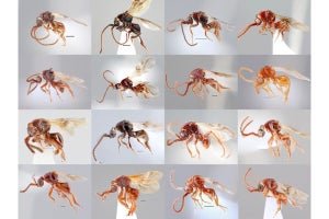 九大が寄生バチ「カブトバチ」類の新種を16種も発見 - 特徴的な性質も確認