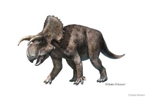 特別展「恐竜博2023 大阪会場」にて実物化石が展示中の角竜、新種として認定