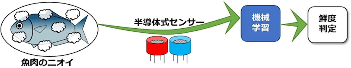 今回開発された技術のイメージ。魚肉のニオイを測定し、機械学習で鮮度を判定する。