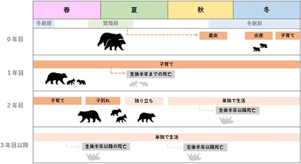 メスのツキノワグマの生活史。オレンジ色は繁殖、灰色は死亡イベントを示す。今回の研究では、「出産」、「子育て」、「生後半年までの死亡」、「生後半年以降の死亡」のイベントが着目された。