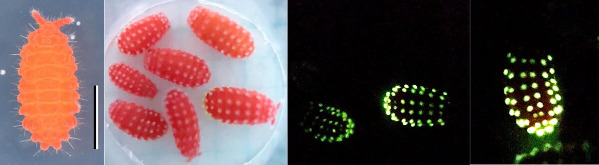 ザウテルアカイボトビムシとその発光している様子。