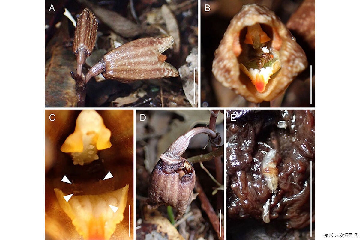 (A)フユザキヤツシロランの花。(B)花の中で卵を産むショウジョウバエ。(C)花の中に産み付けられたショウジョウバエの卵。(D)腐りかけの花。(E)地面に落ちて腐った花びらを食べるショウジョウバエの幼虫。。