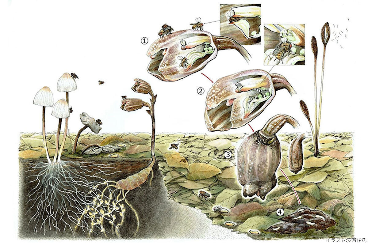 (1)キノコのような匂いに誘われ、普段はキノコを餌とするショウジョウバエがやってくる。花から脱出する際に花粉が背中に付着。(2)産卵のため、同ハエが別の花を訪問。この時、付着していた花粉塊が柱頭に触れ、受粉が起こる。(3)受粉が終わり、腐りかけた花。花の内部ではすでにふ化した幼虫が花びらを食べ始めている。(4)地面に落ちて腐った花びらを食べて幼虫が成長する様子。さなぎになる際は周辺の地面に移動し、さなぎになってから1週間程度で成虫になる。
