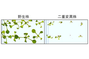 理研、植物細胞の小胞体を外部ストレスから守るメカニズムを解明